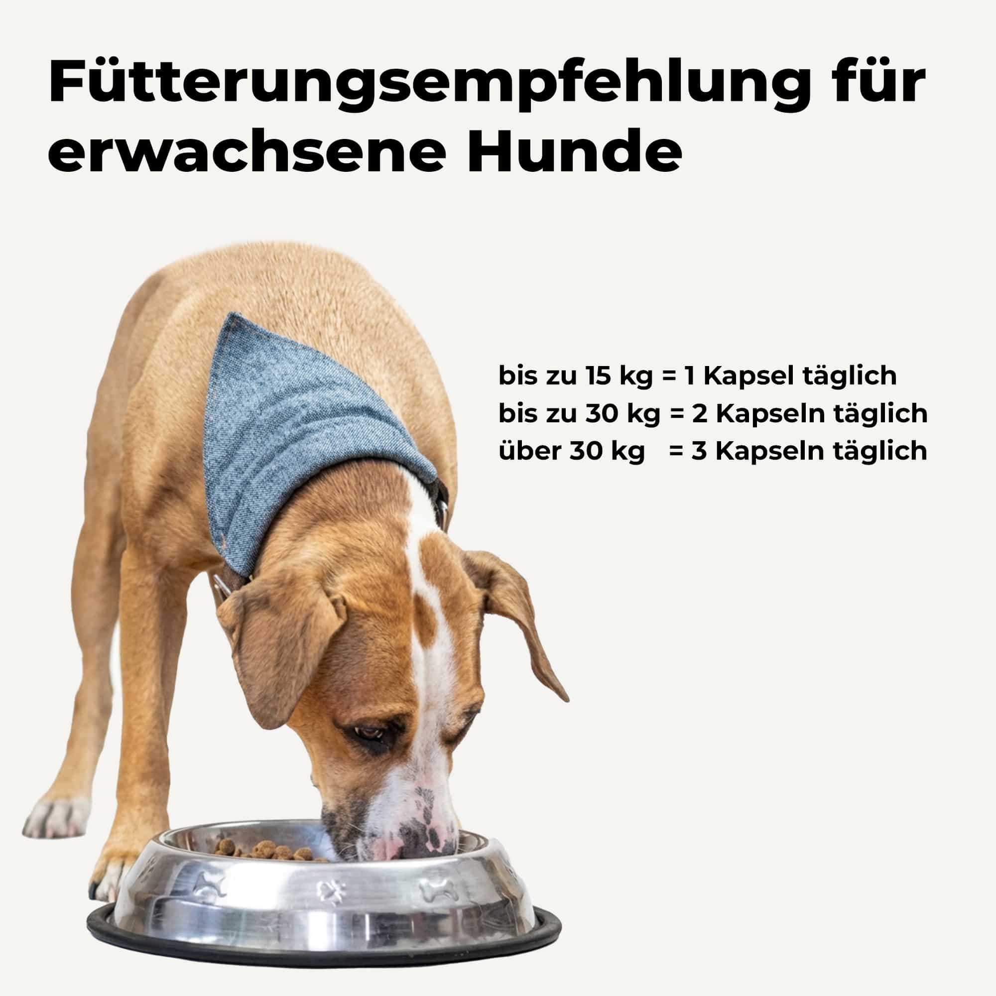 avitale-vetline-f-r-hunde-erg-nzungsfutter-kapseln-gelenke image 4